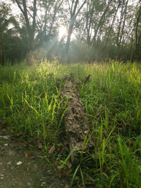 Lastik ağaç çiftliğinde parlak güneş ışığı