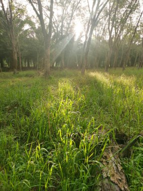 Lastik ağaç çiftliğinde parlak güneş ışığı