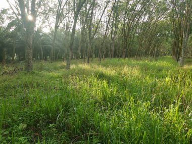 Lastik ağaç çiftliğinde parlak güneş ışığı