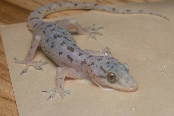 Close Shot Van Het Gemeenschappelijk Huis Gekko — Stockfoto