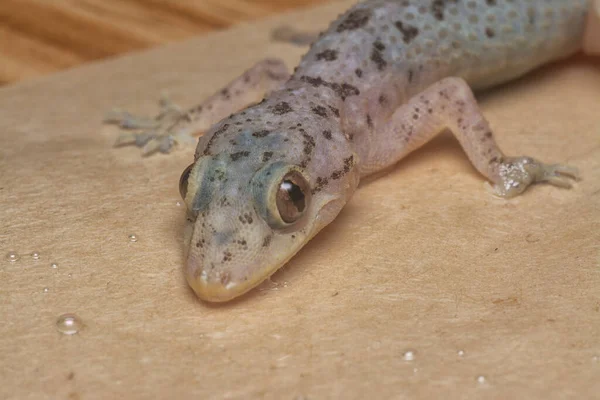 Genel ev kertenkelesinin yakın çekimi