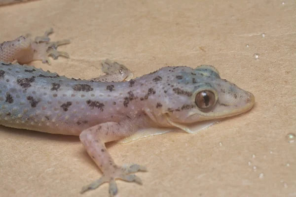 Κοντινό Πλάνο Του Κοινού Σπιτιού Gecko — Φωτογραφία Αρχείου