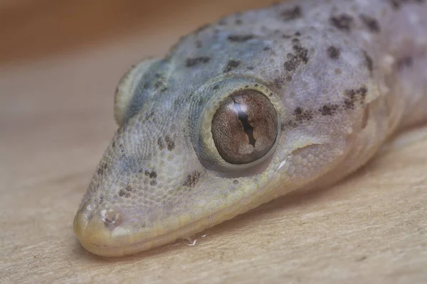 Κοντινό Πλάνο Του Κοινού Σπιτιού Gecko — Φωτογραφία Αρχείου