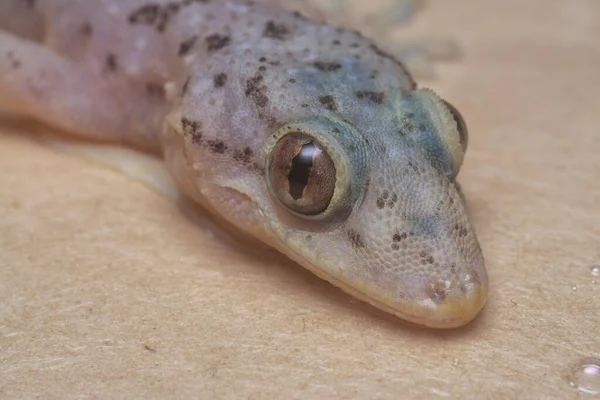 Genel ev kertenkelesinin yakın çekimi