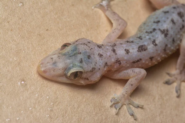 Genel ev kertenkelesinin yakın çekimi