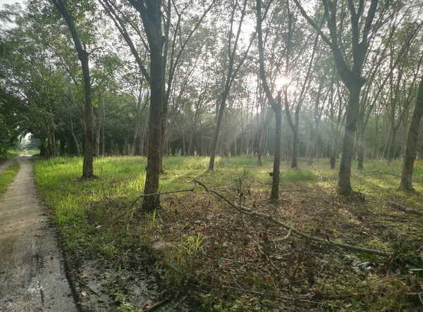 Lastik ağaç çiftliğinde parlak güneş ışığı