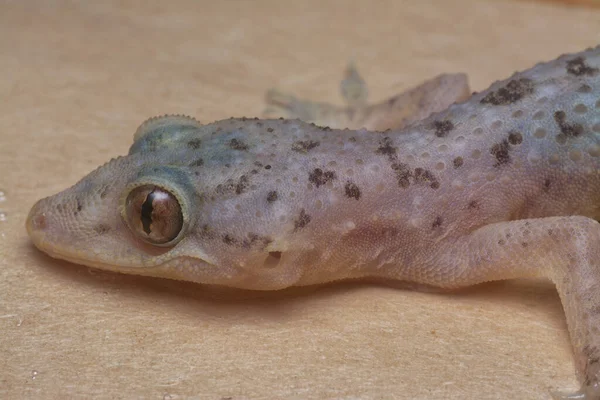 Genel ev kertenkelesinin yakın çekimi