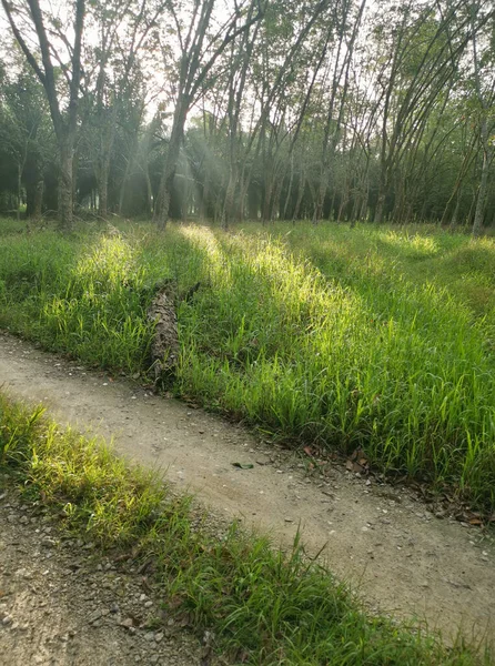 Lastik ağaç çiftliğinde parlak güneş ışığı