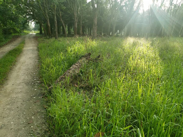 Sinar Matahari Terang Peternakan Pohon Karet — Stok Foto