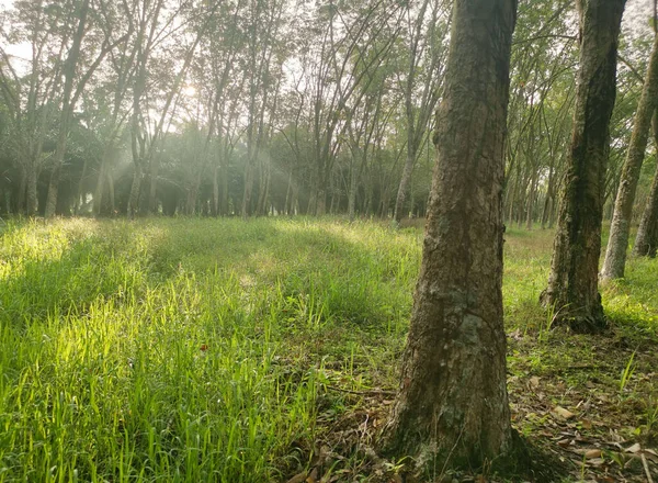 Lastik ağaç çiftliğinde parlak güneş ışığı