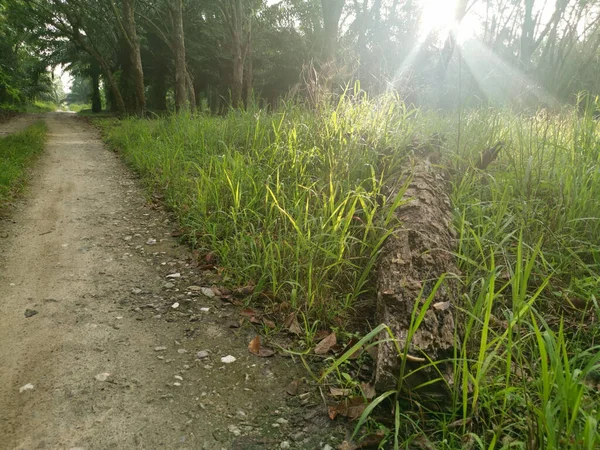 Lastik ağaç çiftliğinde parlak güneş ışığı