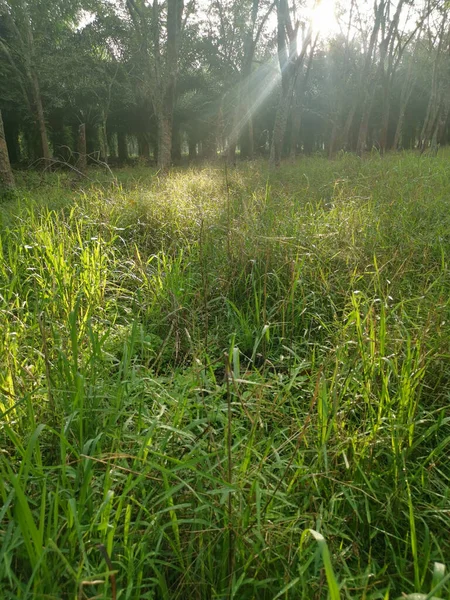 Lastik ağaç çiftliğinde parlak güneş ışığı