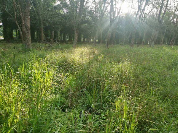 Lastik Ağaç Çiftliğinde Parlak Güneş Işığı — Stok fotoğraf
