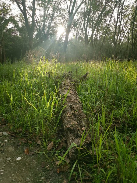 Lastik ağaç çiftliğinde parlak güneş ışığı
