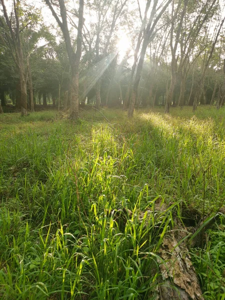 Lastik ağaç çiftliğinde parlak güneş ışığı