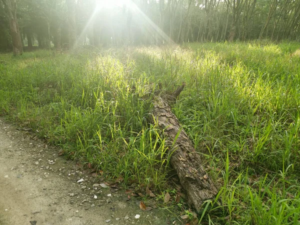 Lastik ağaç çiftliğinde parlak güneş ışığı