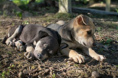 Vahşi köpek yavrusu çayırda.