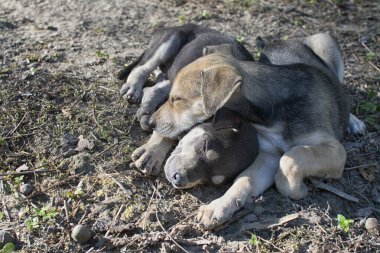 Vahşi köpek yavrusu çayırda.