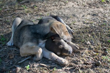 Vahşi köpek yavrusu çayırda.