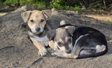 Vahşi köpek yavrusu çayırda.
