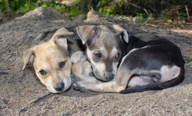Vahşi köpek yavrusu çayırda.