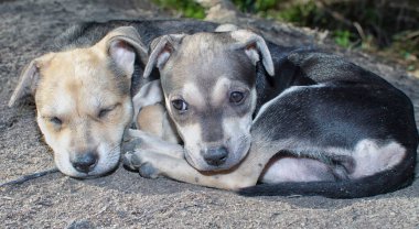 Vahşi köpek yavrusu çayırda.