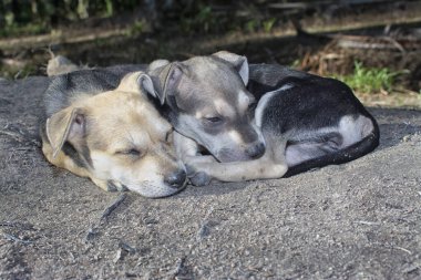 Vahşi köpek yavrusu çayırda.