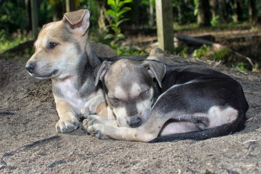 Vahşi köpek yavrusu çayırda.