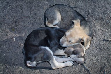 Vahşi köpek yavrusu çayırda.