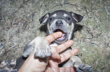 Vahşi köpek yavrusu çayırda.
