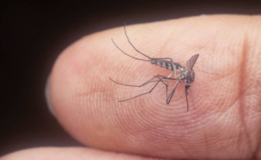 Armigeres subalbatus sivrisineği avucunun içinde dinleniyor.