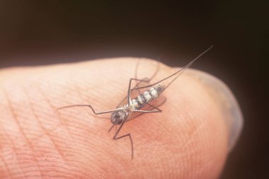 Armigeres subalbatus sivrisineği avucunun içinde dinleniyor.
