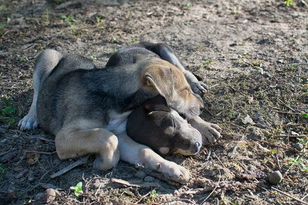Vahşi köpek yavrusu çayırda.