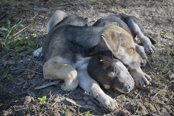 Vahşi köpek yavrusu çayırda.