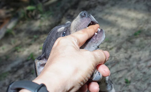 Wilde Süße Welpen Auf Der Wiese — Stockfoto