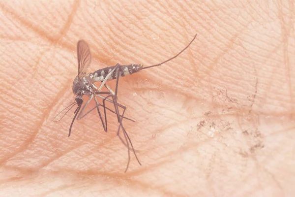 Armigeres Subalbatus Mosquito Descansando Palma Mano —  Fotos de Stock