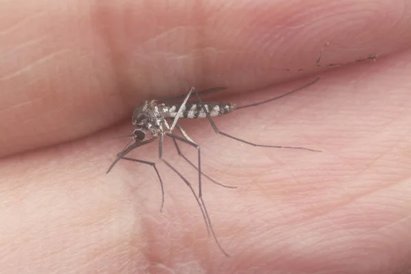 Armigeres Subalbatus Mosquito Descansando Palma Mano —  Fotos de Stock
