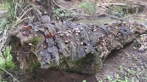 Grungy Gnijący Olej Palmowy Pień Drzewa — Wideo stockowe