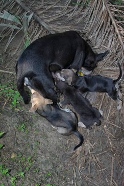 Sokak köpeği yavrularını besliyor..
