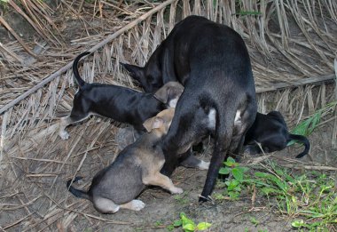 Sokak köpeği yavrularını besliyor..