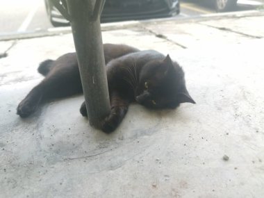 Siyah erkek kedi 1,5 metrelik yolda fırçalıyor ya da tımarlıyor..