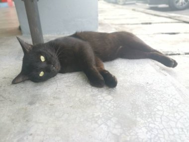 Siyah erkek kedi 1,5 metrelik yolda fırçalıyor ya da tımarlıyor..