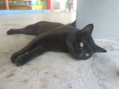 Siyah erkek kedi 1,5 metrelik yolda fırçalıyor ya da tımarlıyor..