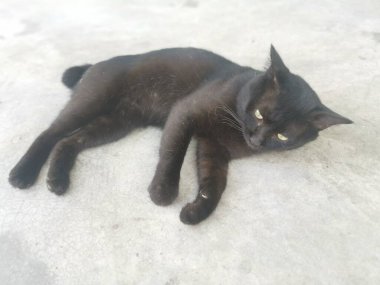 Siyah erkek kedi 1,5 metrelik yolda fırçalıyor ya da tımarlıyor..