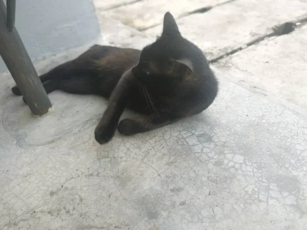 Preto Masculino Gato Escovação Grooming Pelo Cinco Foot Way — Fotografia de Stock