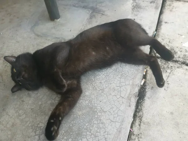 Spazzolatura Maschio Nero Gatto Toelettatura Dal Cinque Piedi Way — Foto Stock