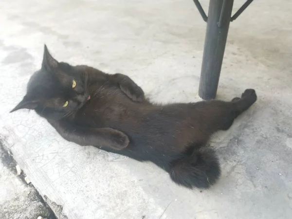 Preto Masculino Gato Escovação Grooming Pelo Cinco Foot Way — Fotografia de Stock