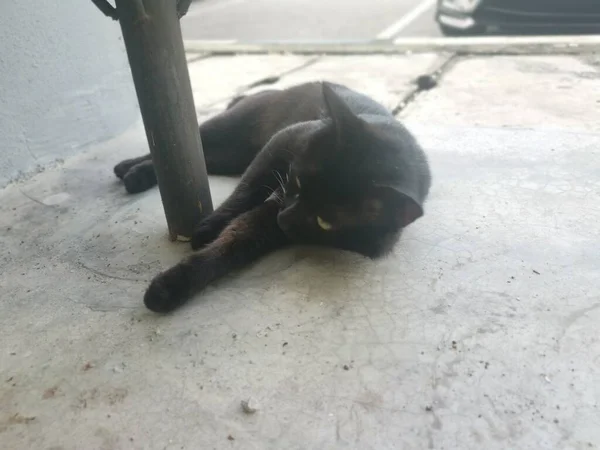 Siyah Erkek Kedi Metrelik Yolda Fırçalıyor Tımarlıyor — Stok fotoğraf