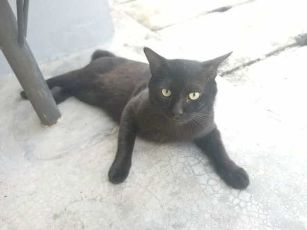 Preto Masculino Gato Escovação Grooming Pelo Cinco Foot Way — Fotografia de Stock