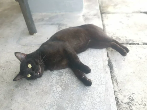 Schwarze Männliche Katze Beim Zähneputzen Oder Fellpflege Fünf Fuß Abstand — Stockfoto
